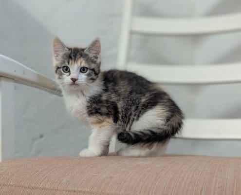 kattunge1