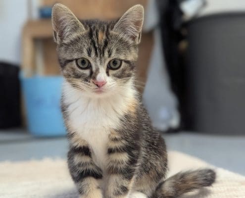 kattunge3