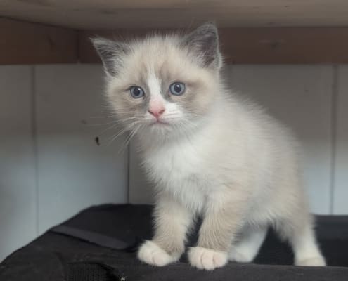 kattunge 1