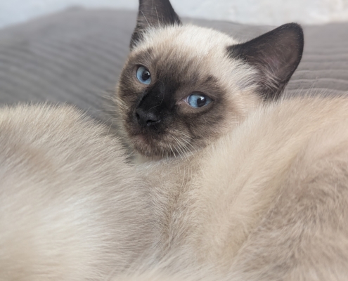 kattunge hane