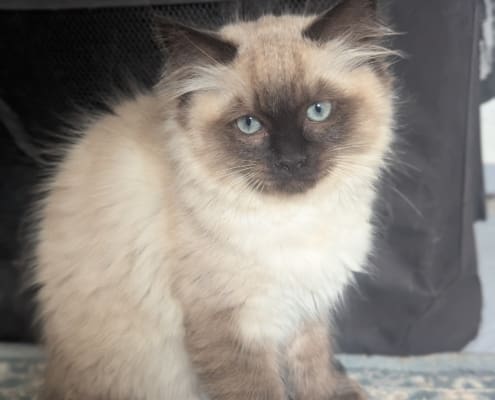 kattunge hona2