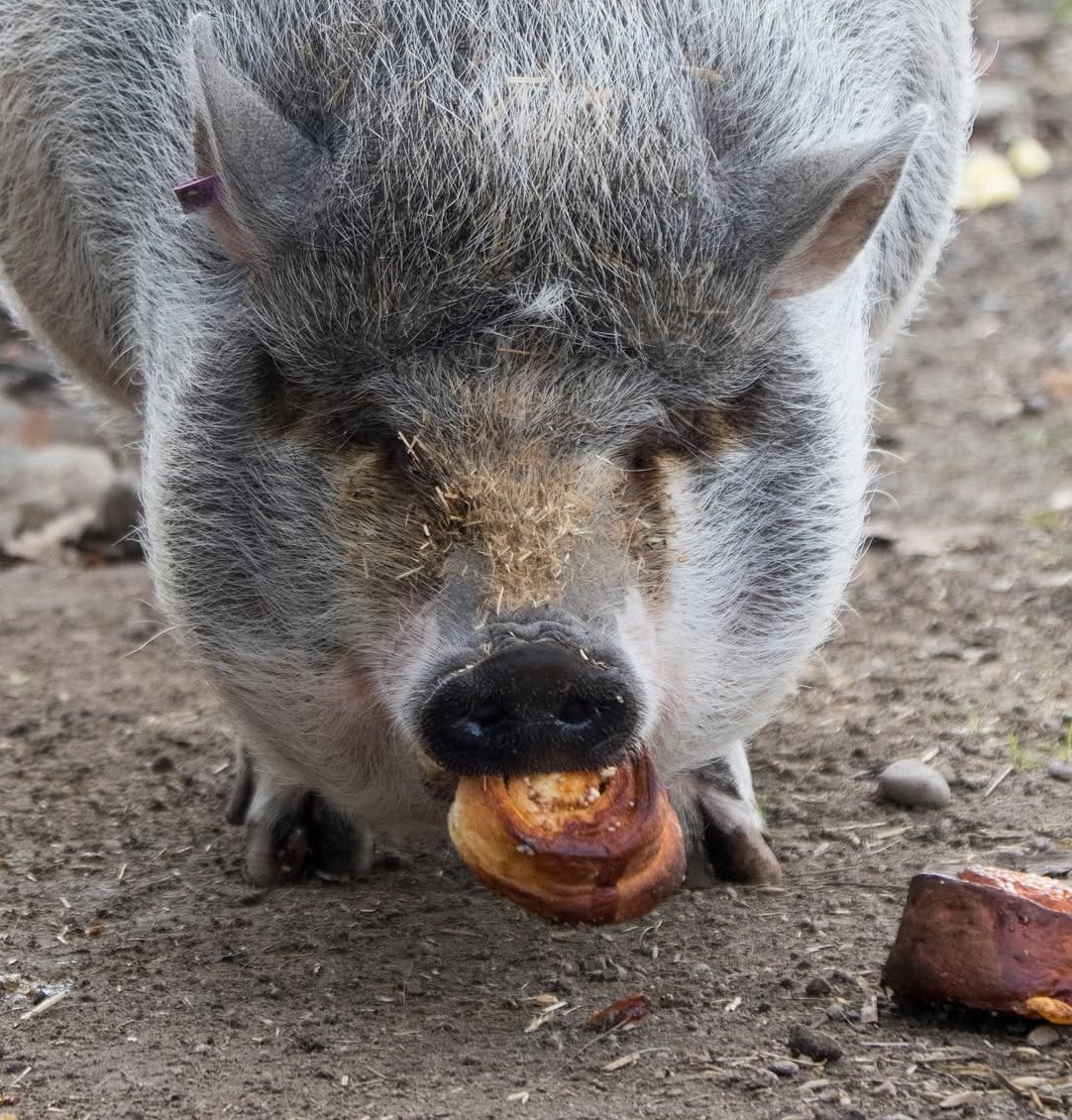 KANELBULLENS DAG