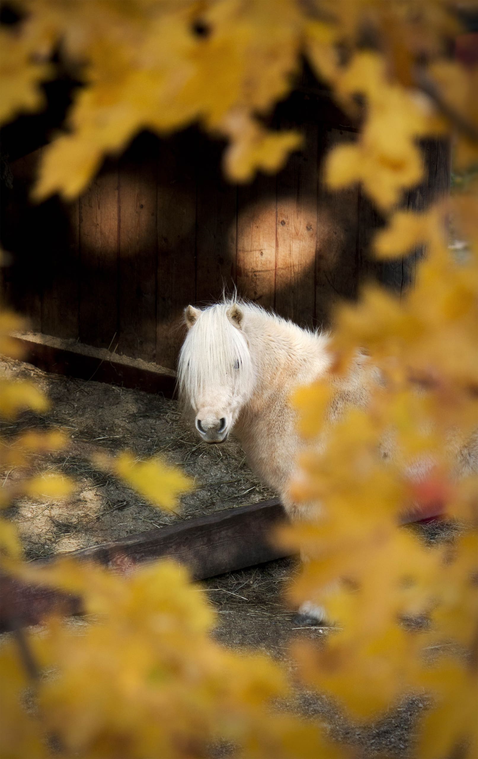 HÖSTLOV PÅ FARMLODGE 🍂